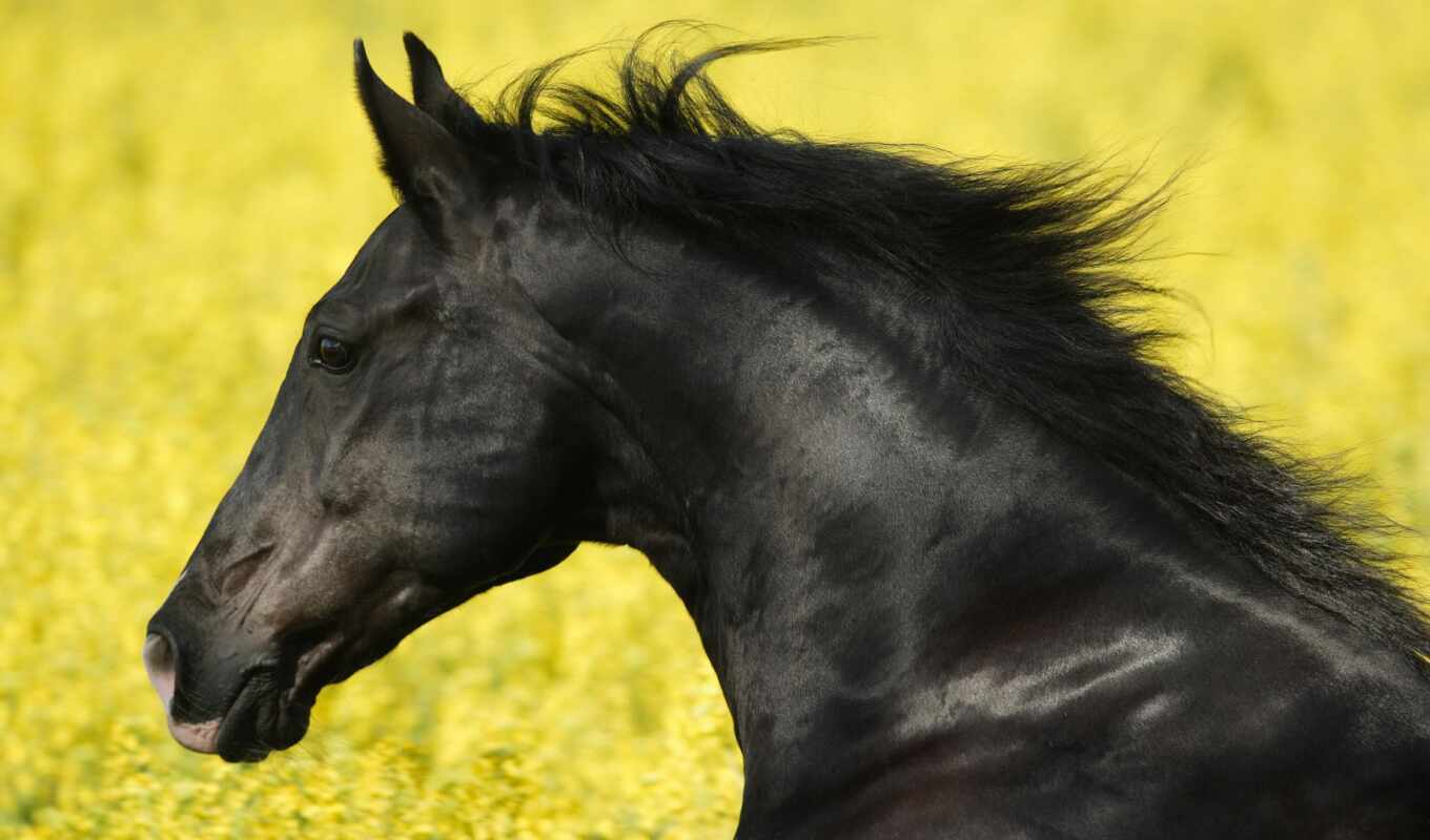 black, лошадь
