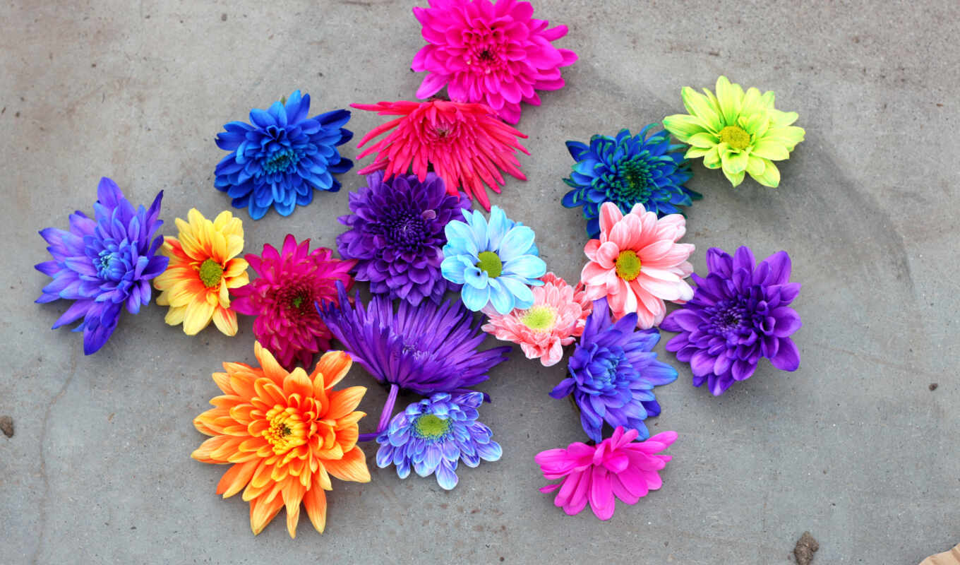 фон, multicolor, chrysanthemum, closeup, multicolored