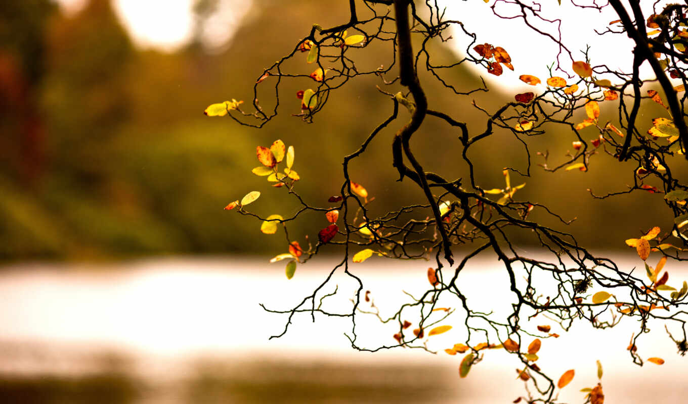 природа, осень, листва, branch