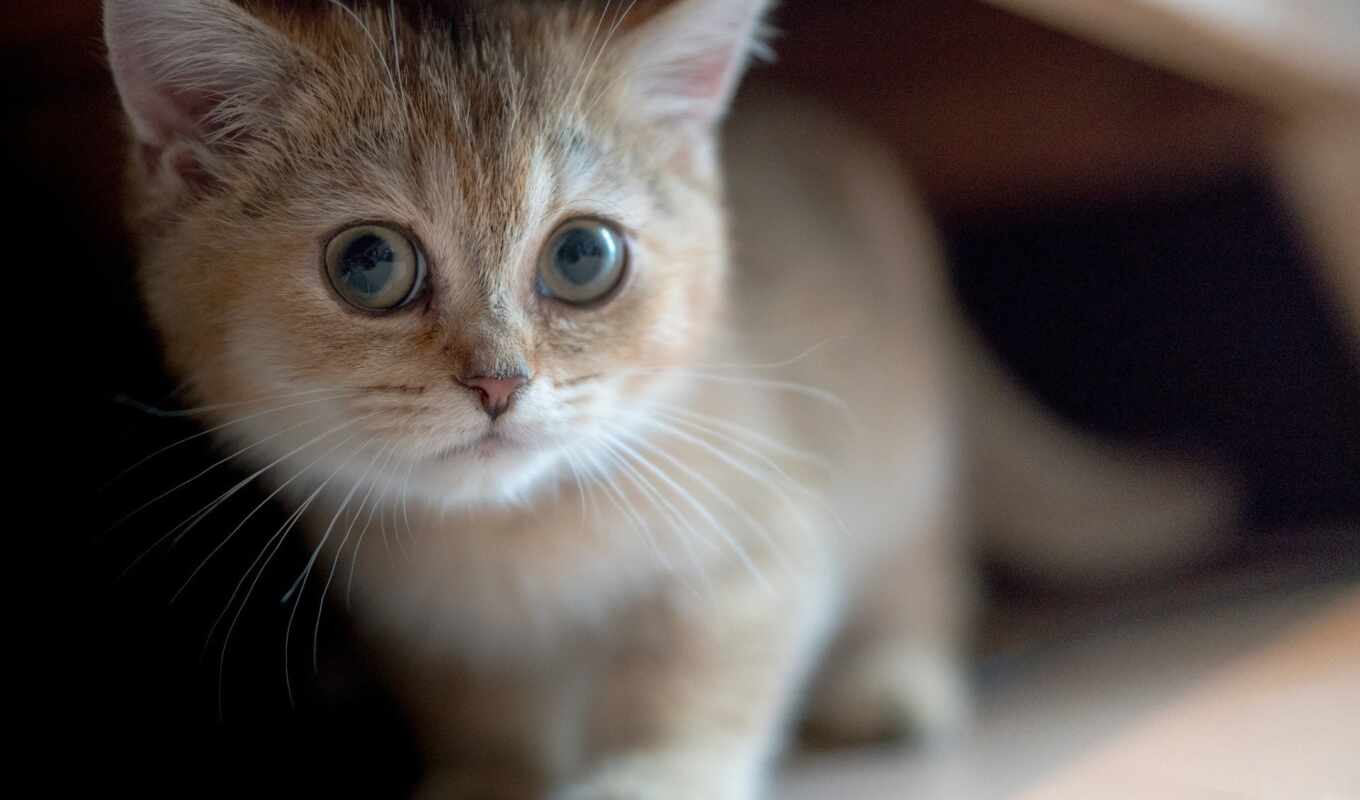 глаз, кот, биг, cute, little, котенок, animal, kitty, pet, млекопитающее