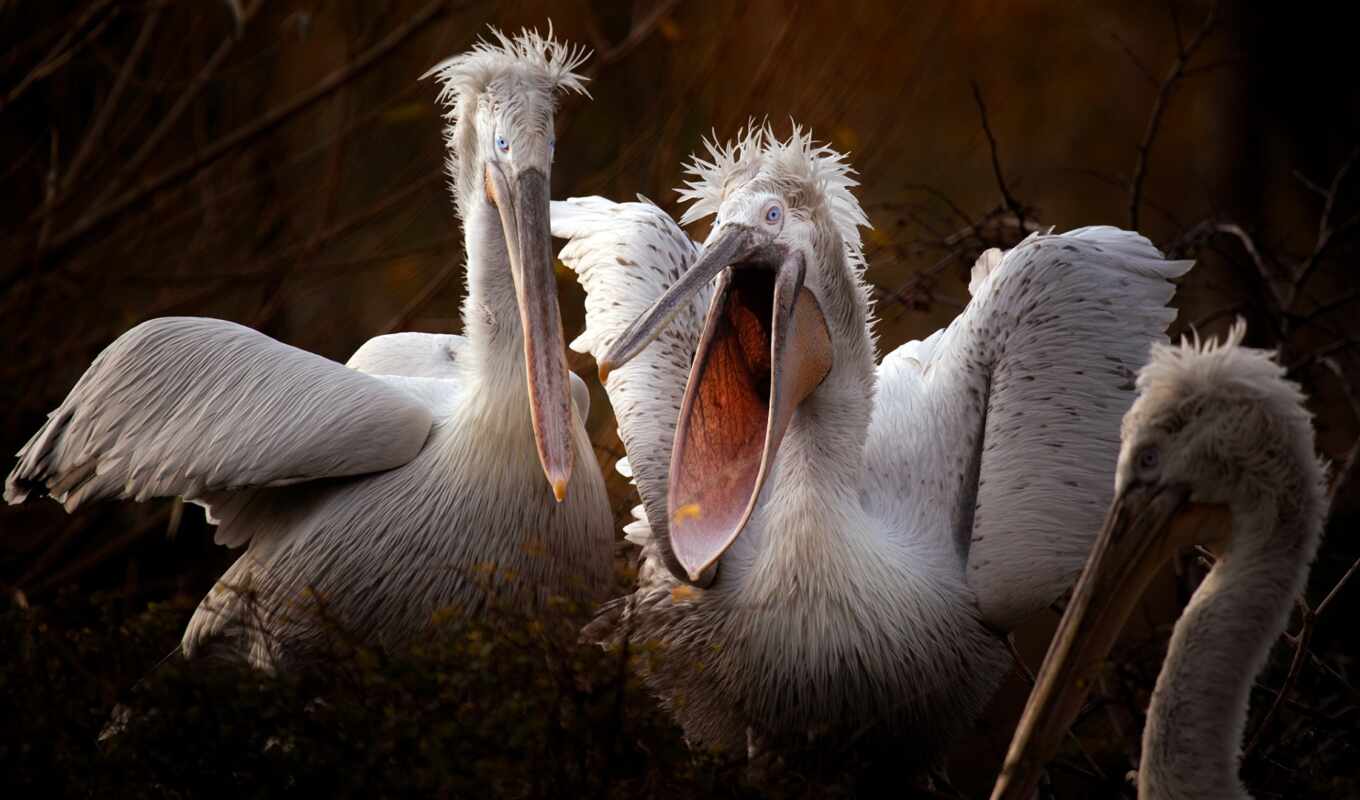 white, pelican