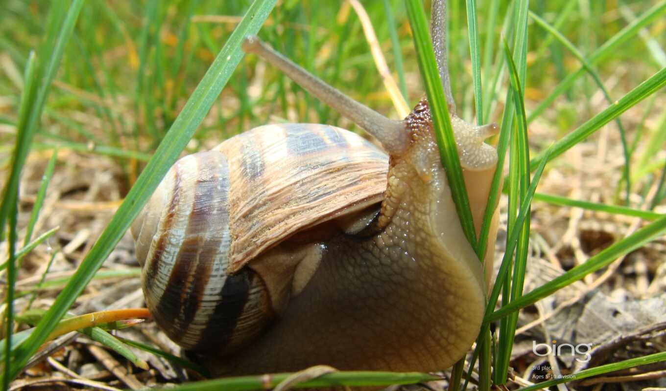 high, snail, makryi