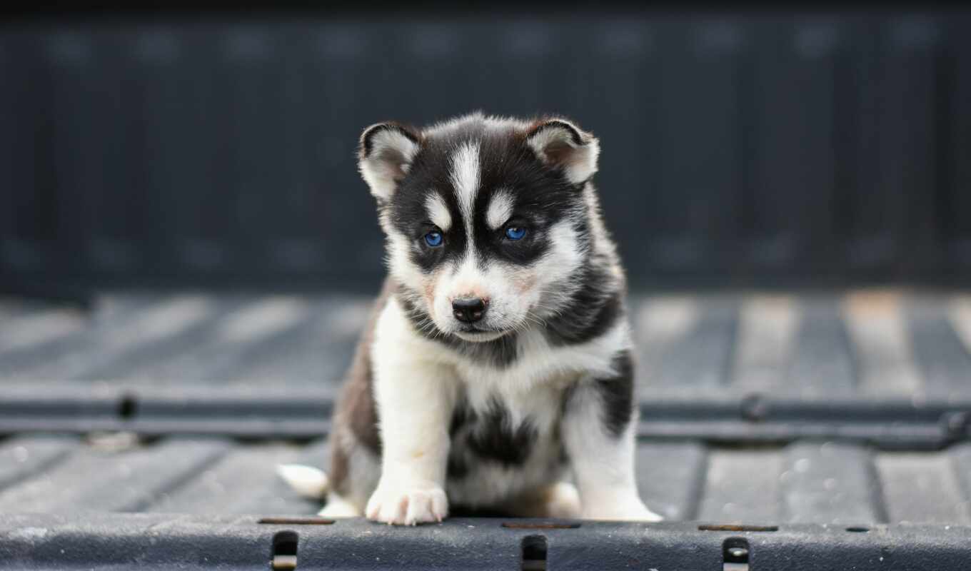 puppy, husky, blue - eyed