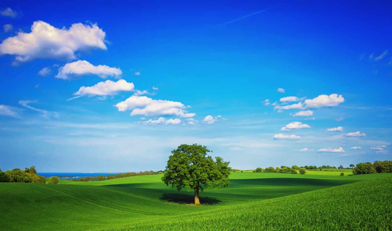 небо, коллекция, дерево, зелёный, трава, поле, картинок, весна, oblaka, desktopwallpape