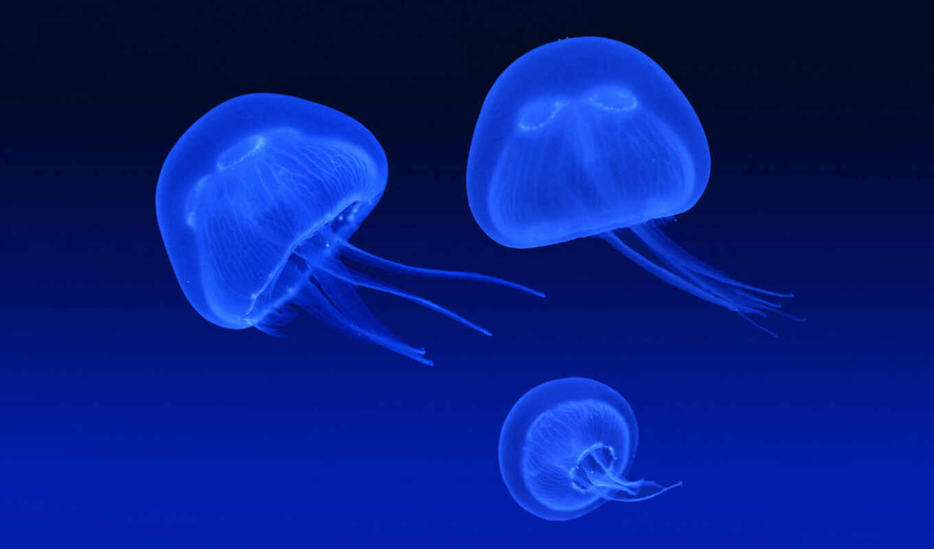 свет, water, море, голубые, медузы