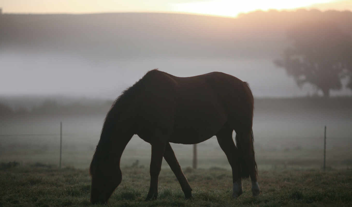 пейзажи -, трава, поле, лошади, кони, утро, туман, пастбище, zhivotnye