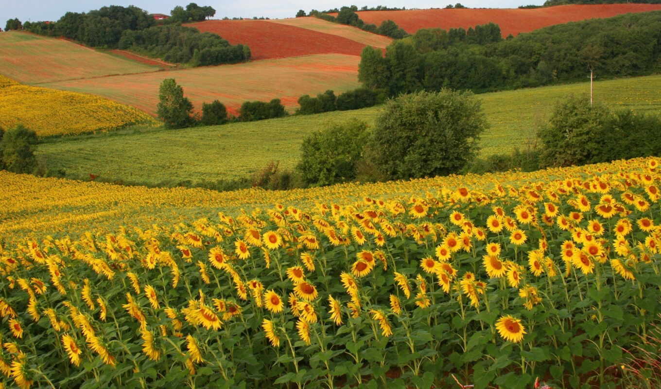 fone, summer, mountain, field, others, trees, trees, sunflowers, fields, sunflowers