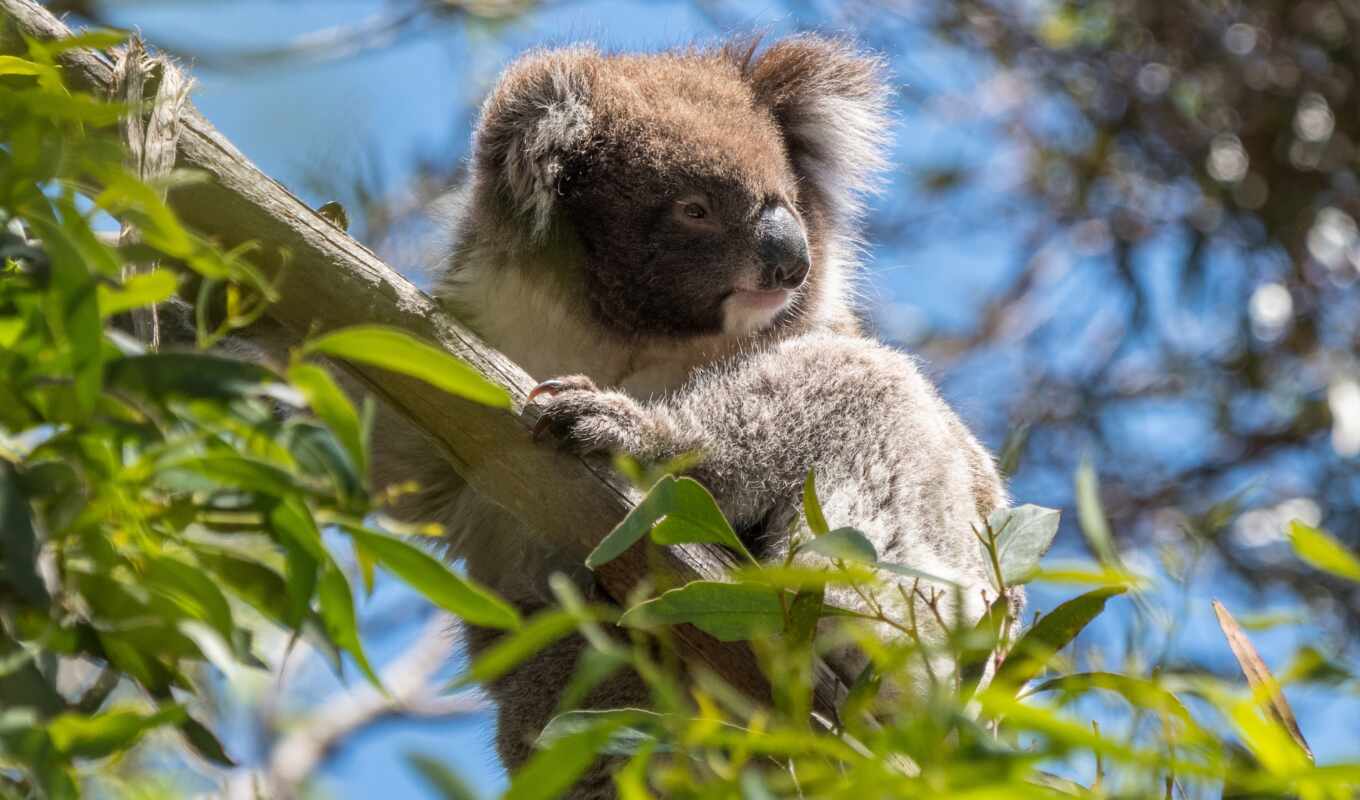 австралия, los, para, zhivotnye, вида, árbol, коала, коалы
