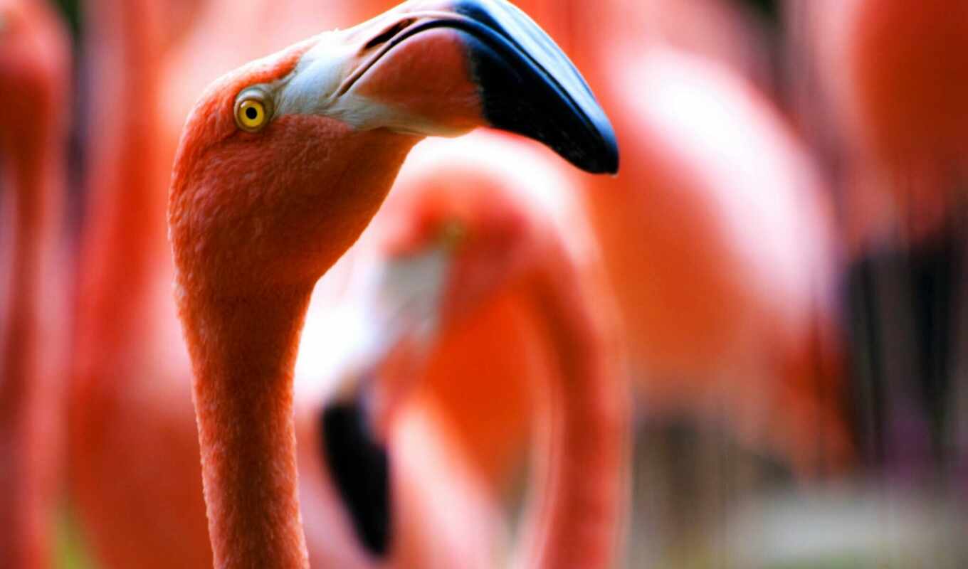new, bird, flamingo, pink, animal, fast, order, detailed, photo wallpapers