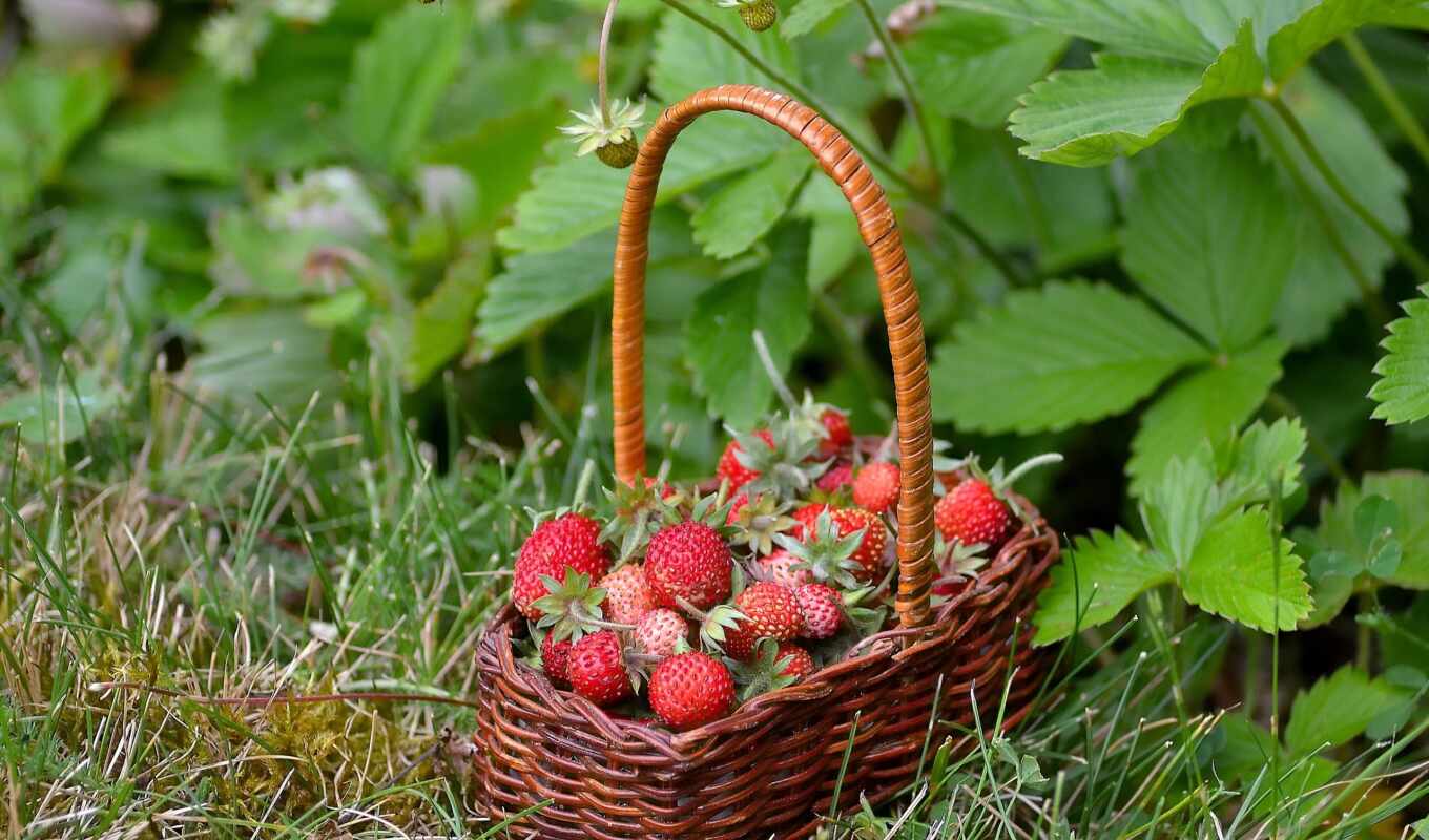 nature, sandbox, june, holiday, raspberry, basket, strawberry, berry, meal