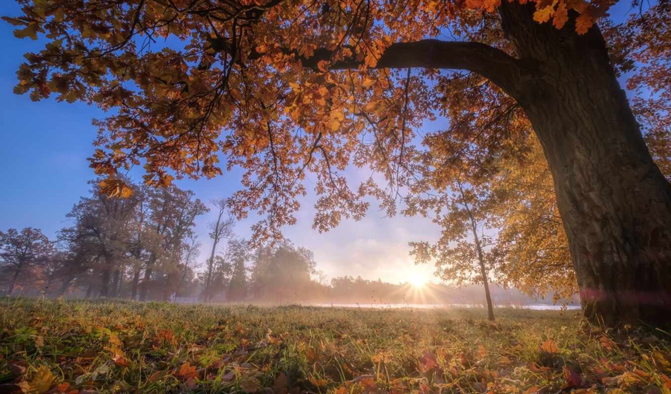 landscape, осень, утро, дуб, svetskii