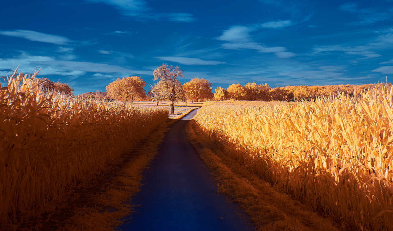 road, autumn