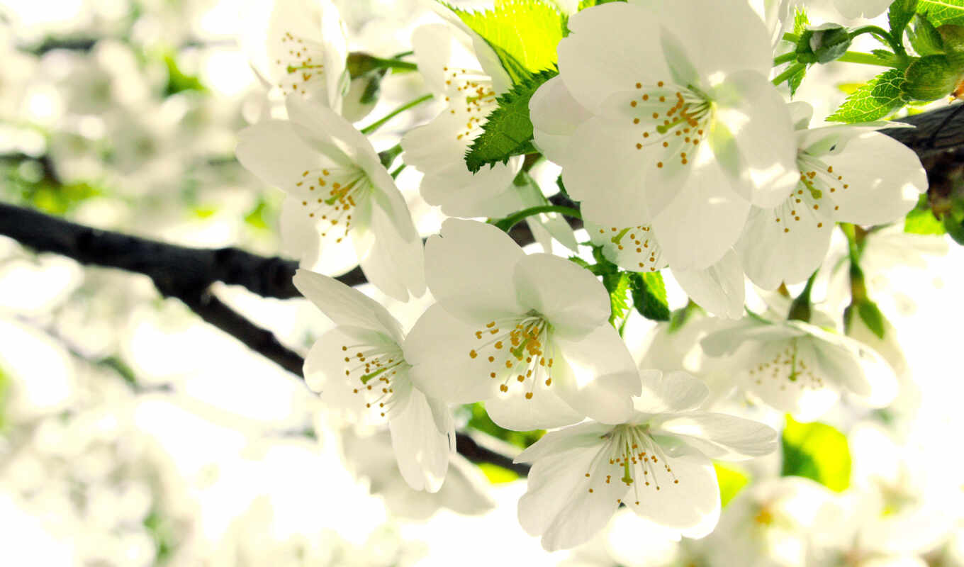 flowers, white, colors, petals, cherry, branch, spring, blossom, real, yablonya, comdownload