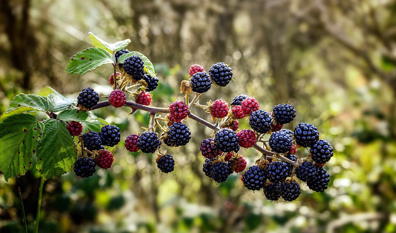 photo, free, fetus, raspberry, blueberries, berries, blackberry, fullsizerender, bramble