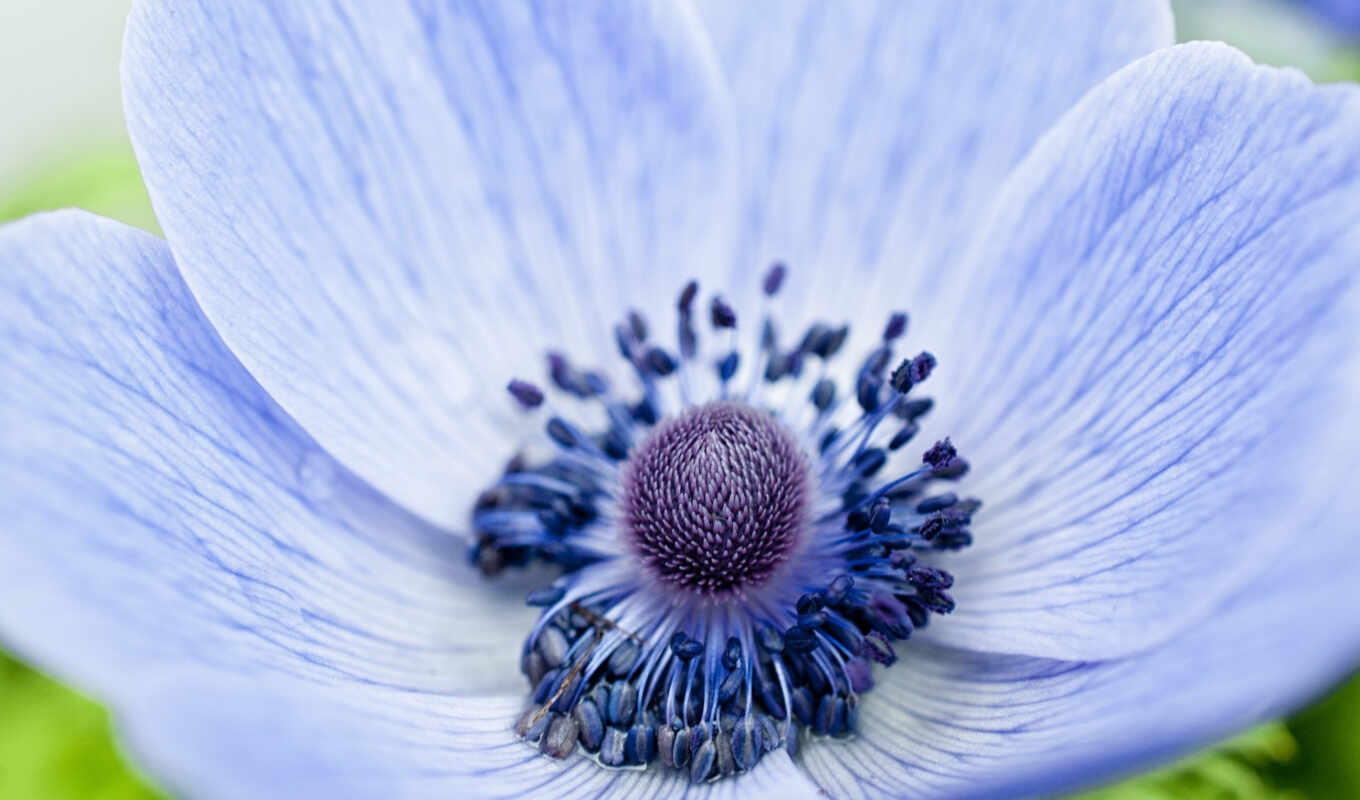 flowers, blue, macro, flowers, cvety, trick, anemone, colors, petals, anemone