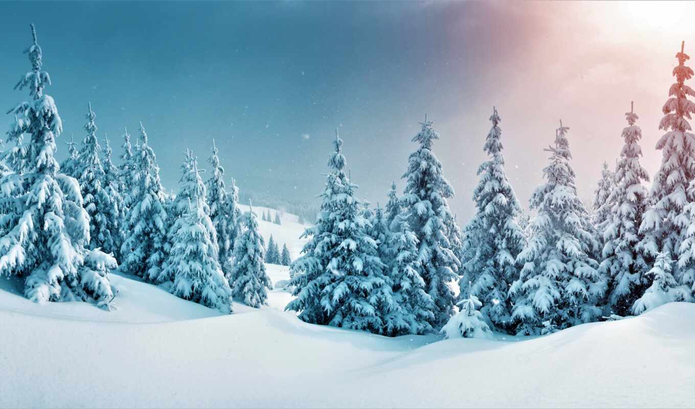 природа, дерево, снег, winter, landscape, trees, ёль, ela