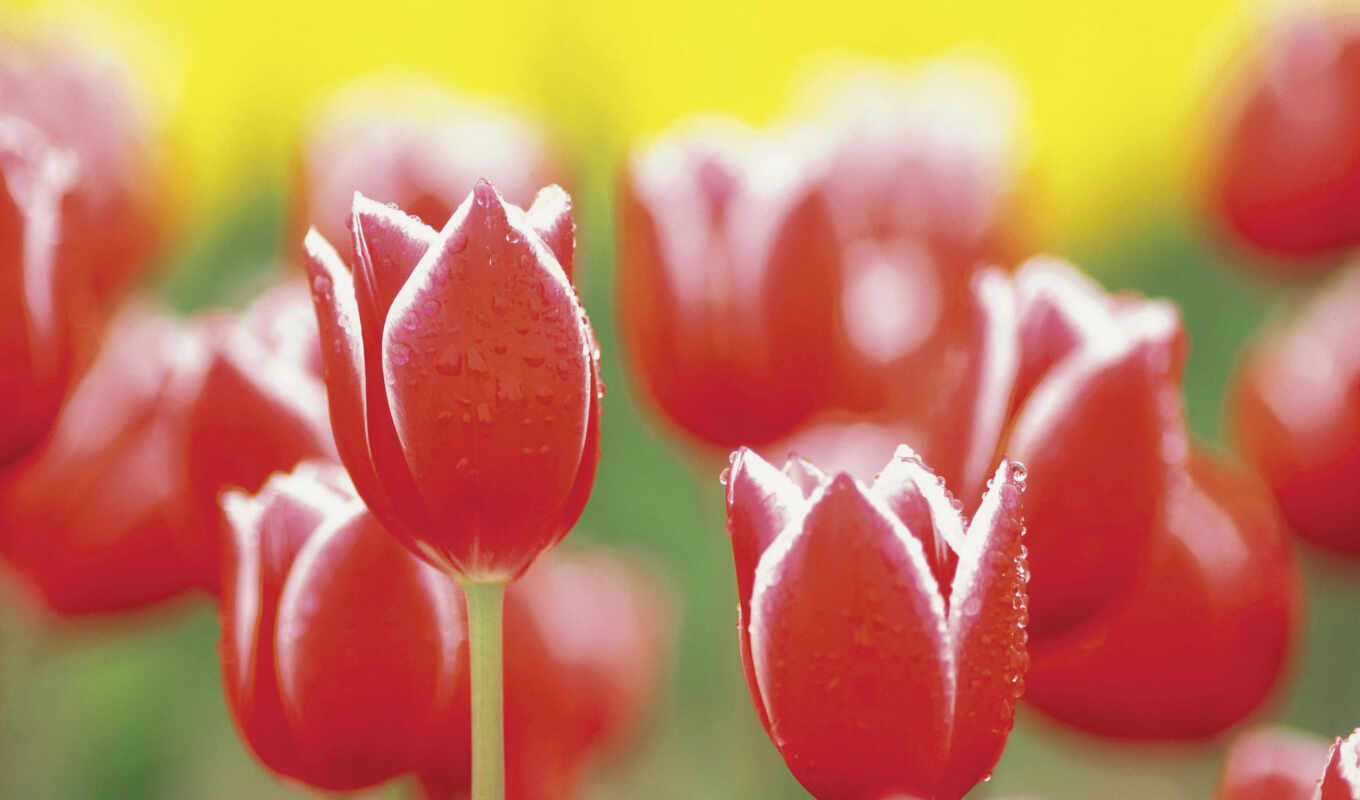 nature, drop, red, macro, see, dew, color, beautiful, tulip, cvety, wallbox
