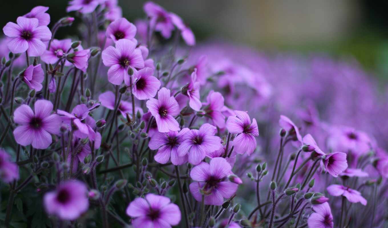 цветы, purple, красивый