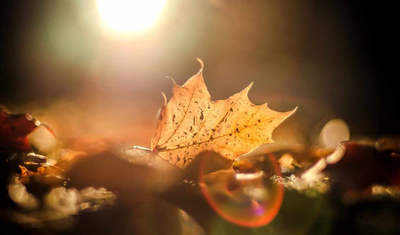 sun, осень, leaf, glare