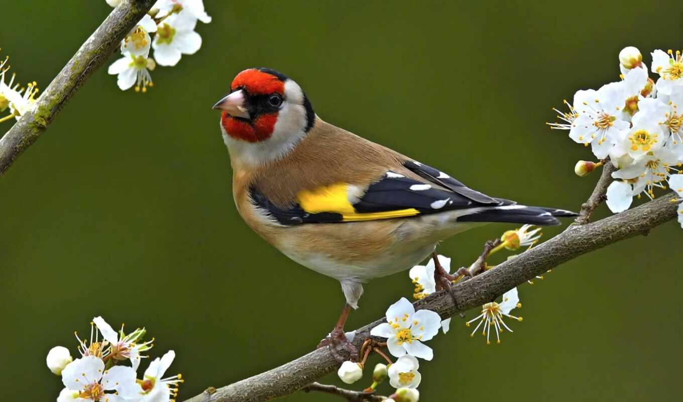 flowers, bird, branch, animal, goldfinch, european