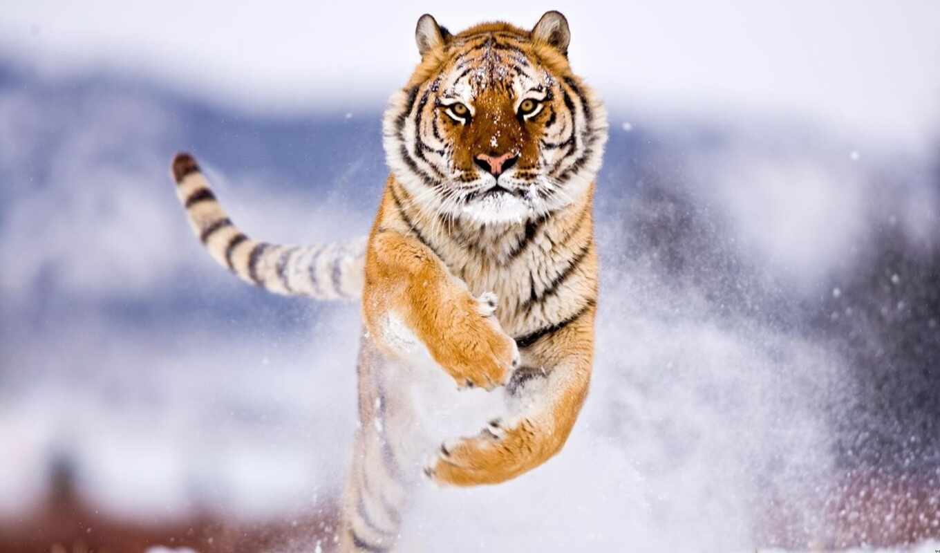 snow, winter, tiger, animal