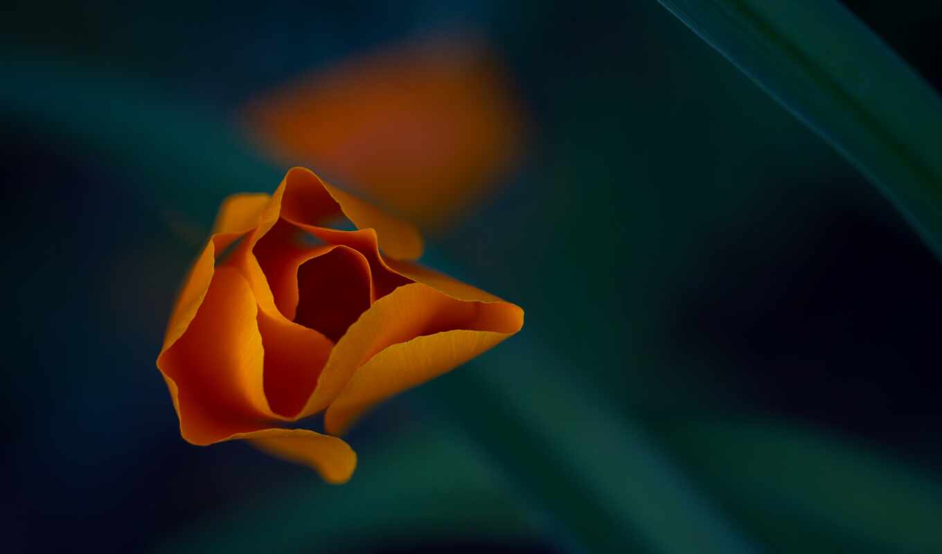 macro, petals, orange