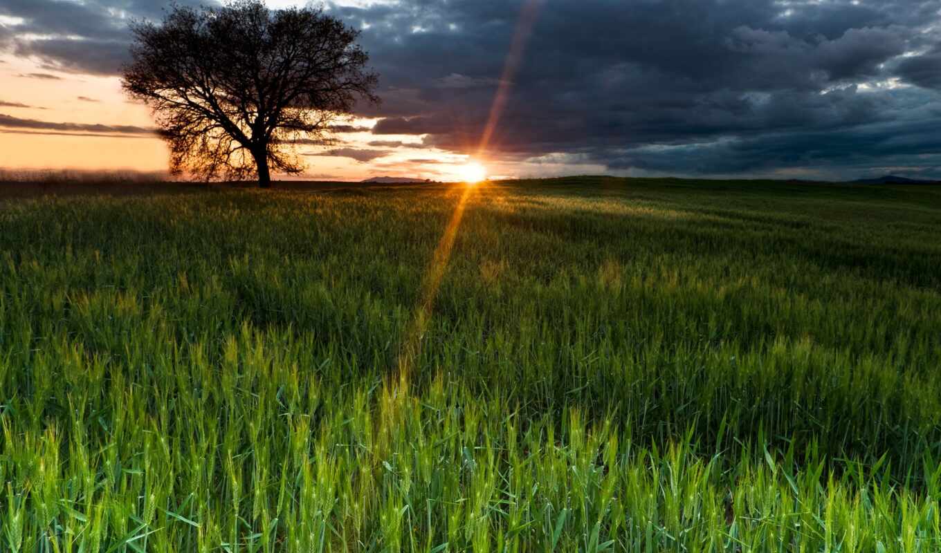 дерево, поле, солнца, пшеничное, rising