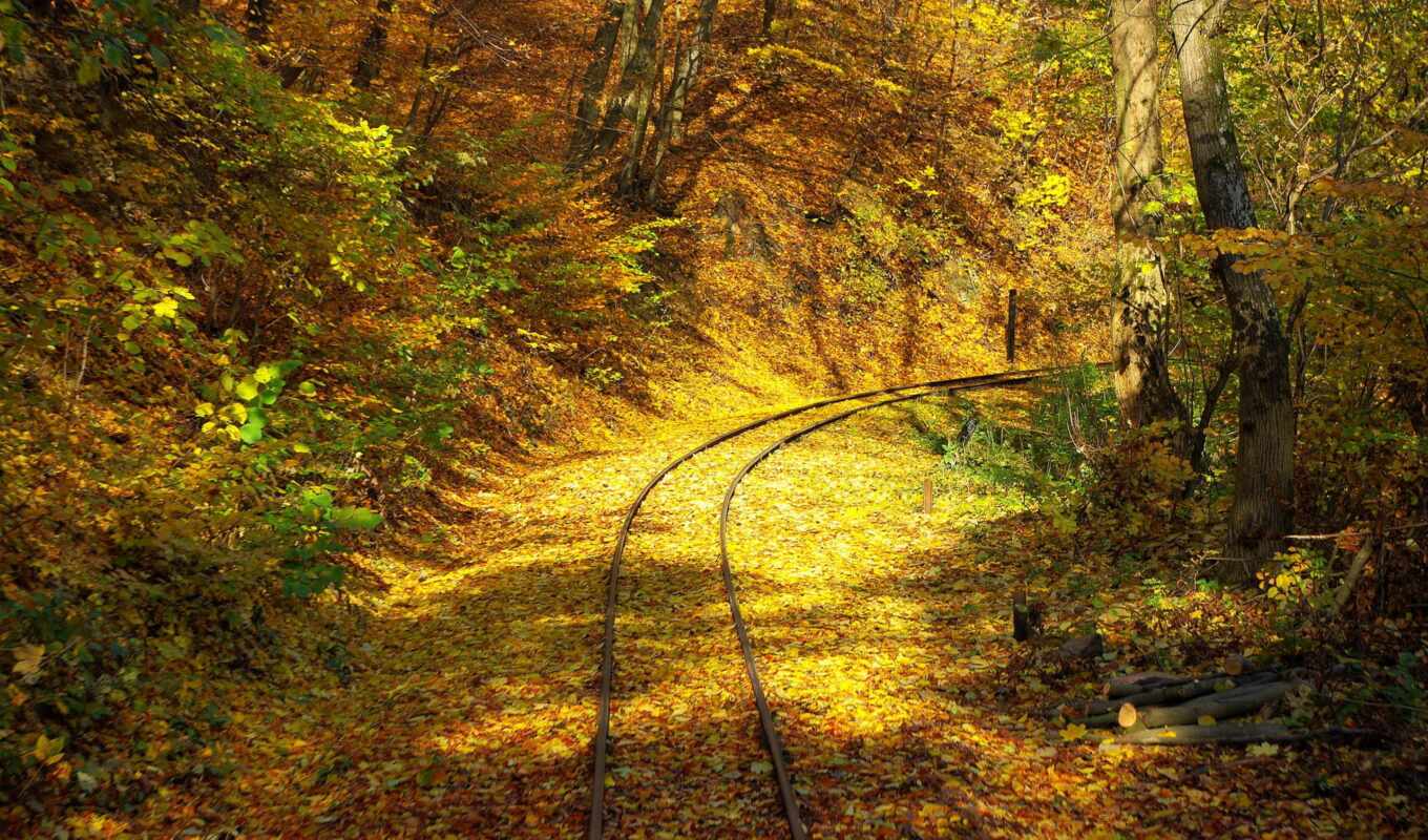 лес, дорога, осень, железная, листопад