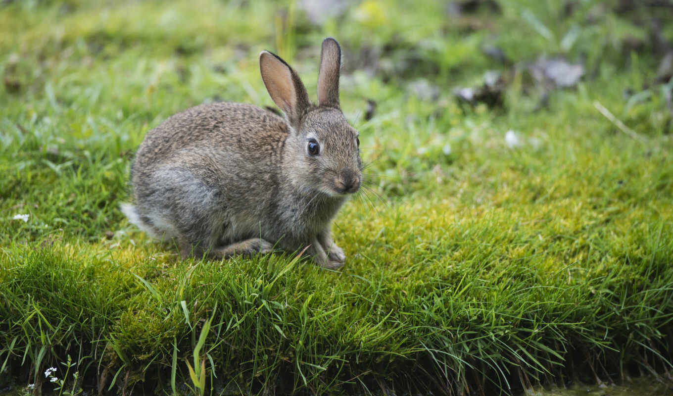 природа, art, серый, трава, сидит, кролик, заяц, зайцы, русак