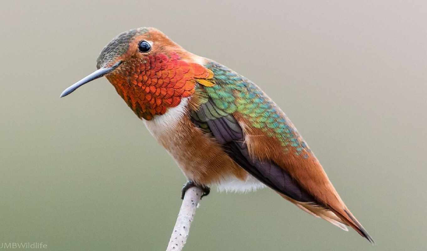 collection, may, their, bird, branch, land, small, sit, hummingbirds, bird
