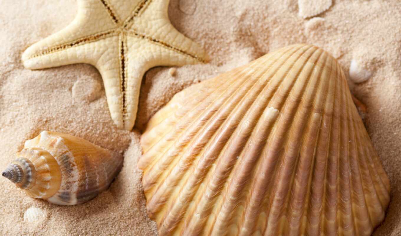 море, песок, dream, спать, marine, star, интерпретация, seashell, сонник, миро