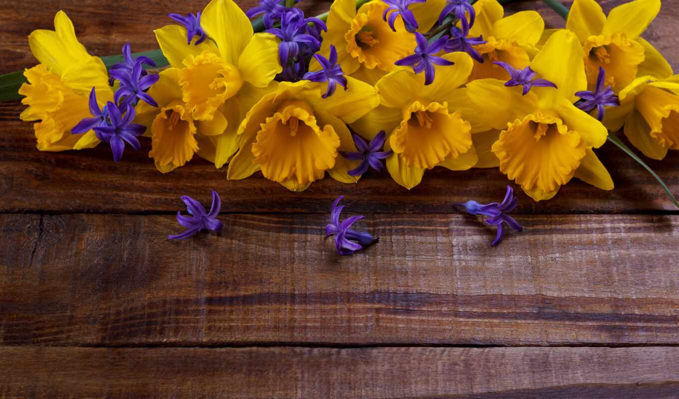 цветы, purple, yellow, premium, rumble, гуль, daffodil, gullar, atirgul