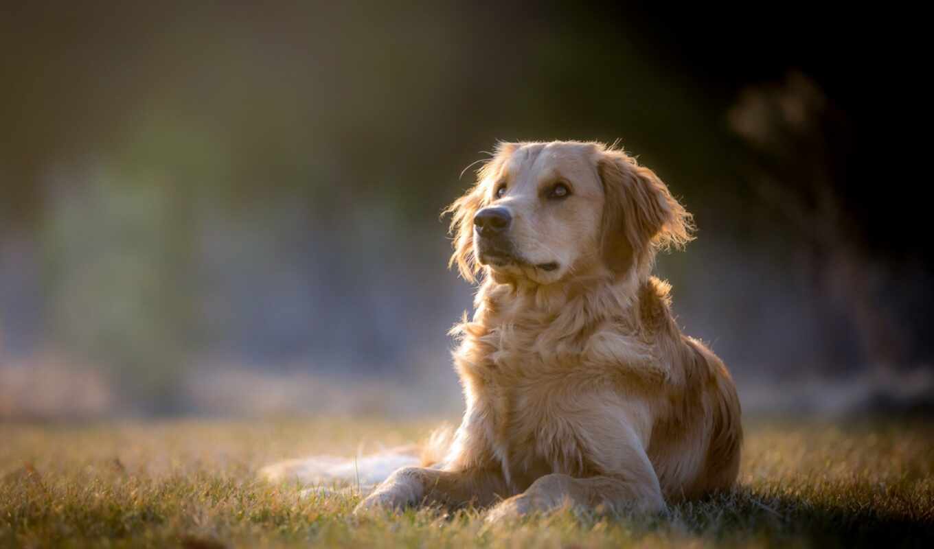 a computer, copyright, field, dog, tablet, golden, muzzle, retriever, depth, medium