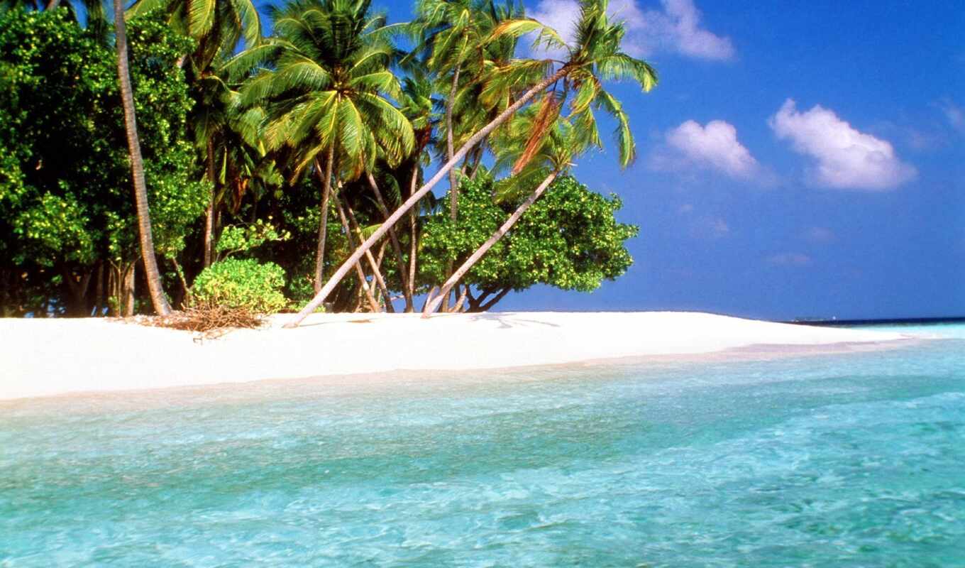 банка, качество, tropical, priroda, palma, тура, остров, мальдивы, maldive, tropik, tropicheskii