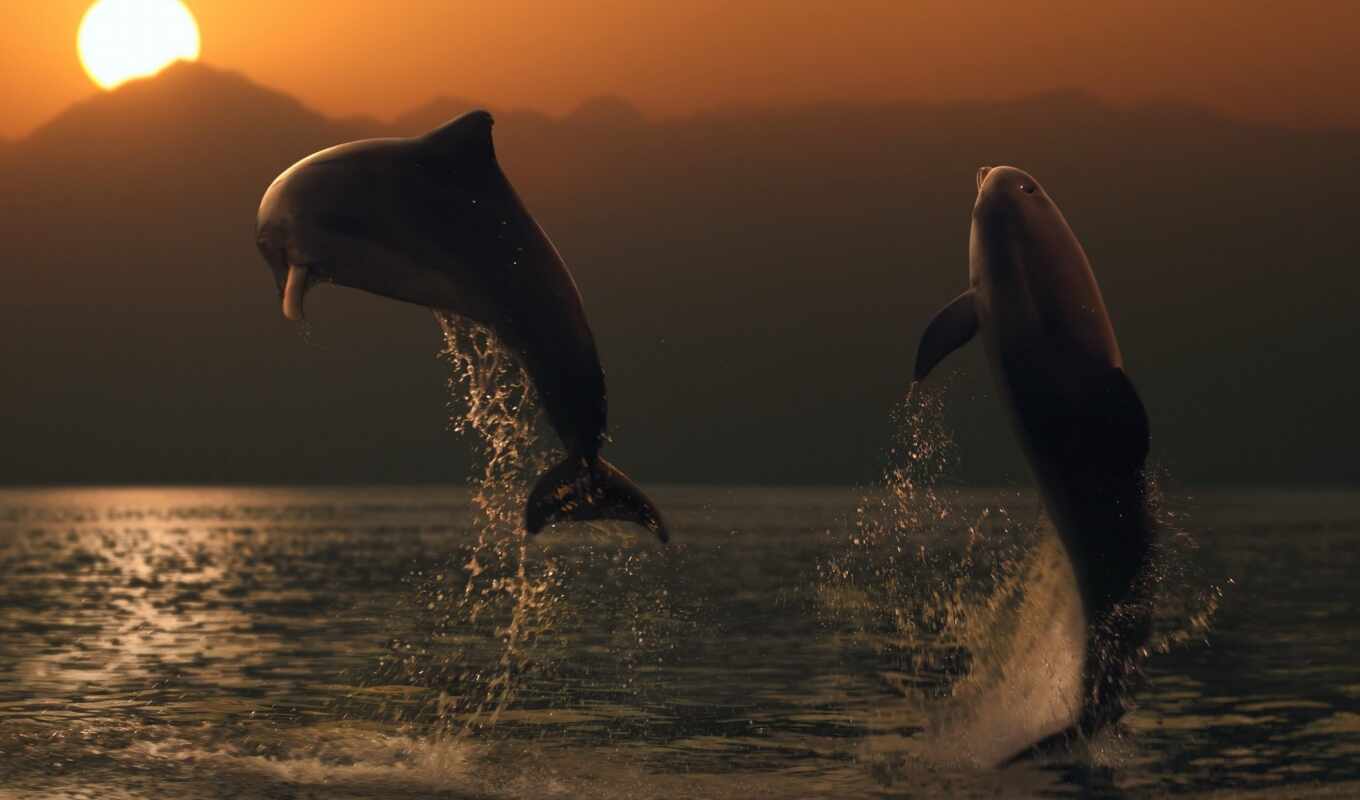 sea, dolphin, human, beautiful, delphine, because