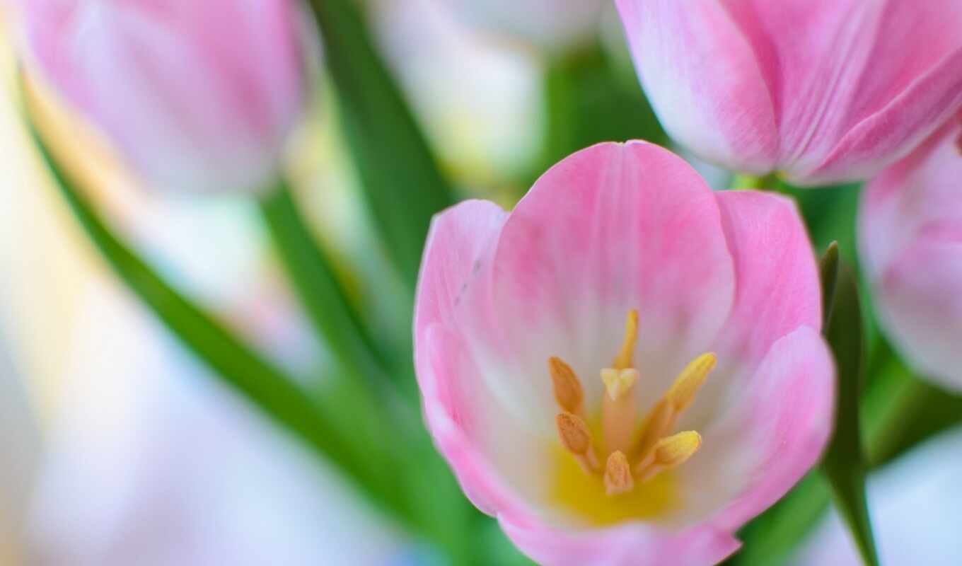 pink, spring, tulip