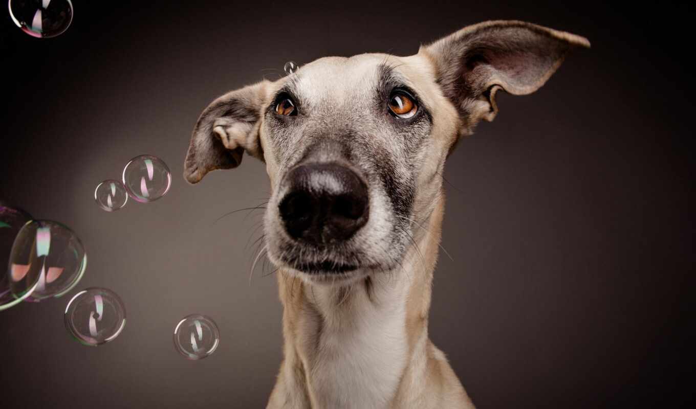 bubble, собака, animal, greyhound