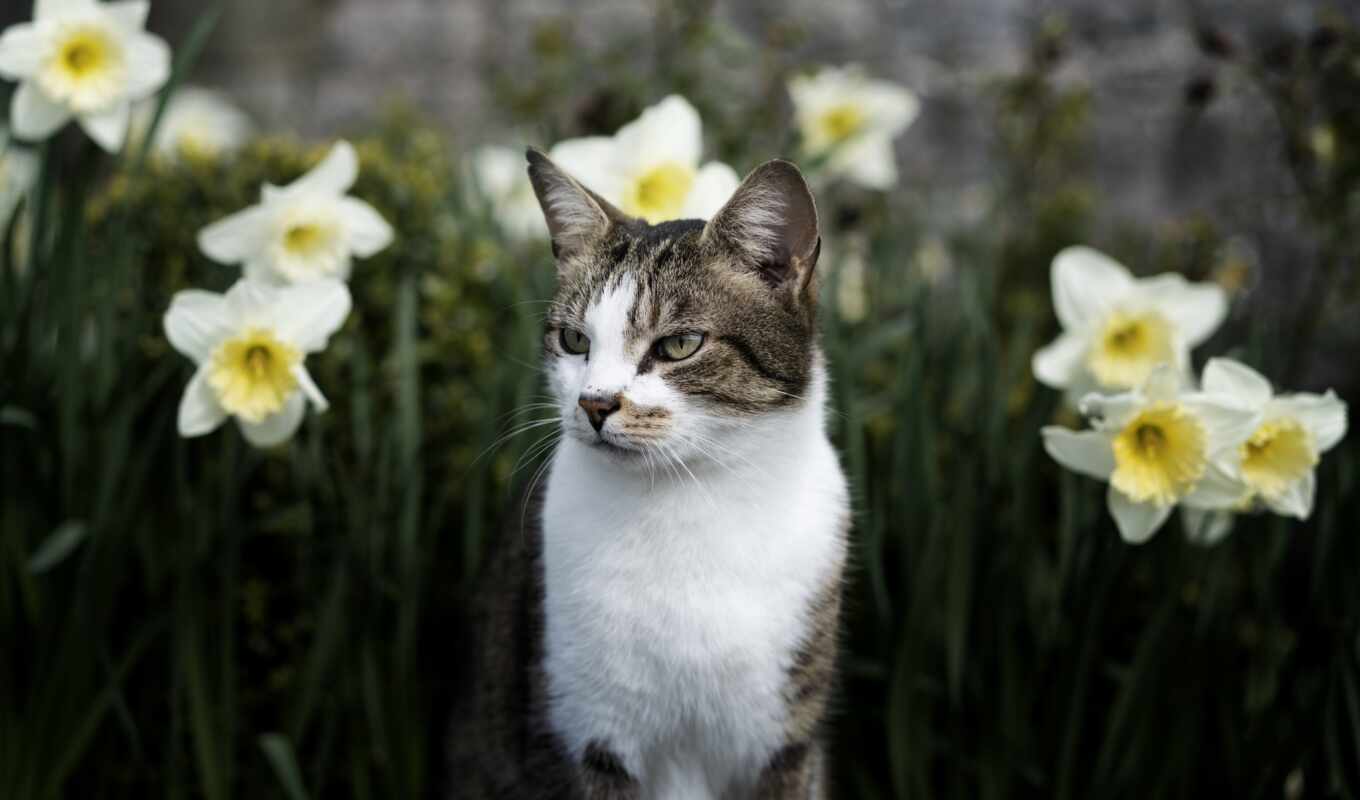 nature, flowers, cat, see, animal, pet, view