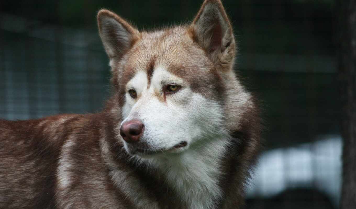 white, dog, brown, husky, muzzle, malamute, animal, siberian, husky