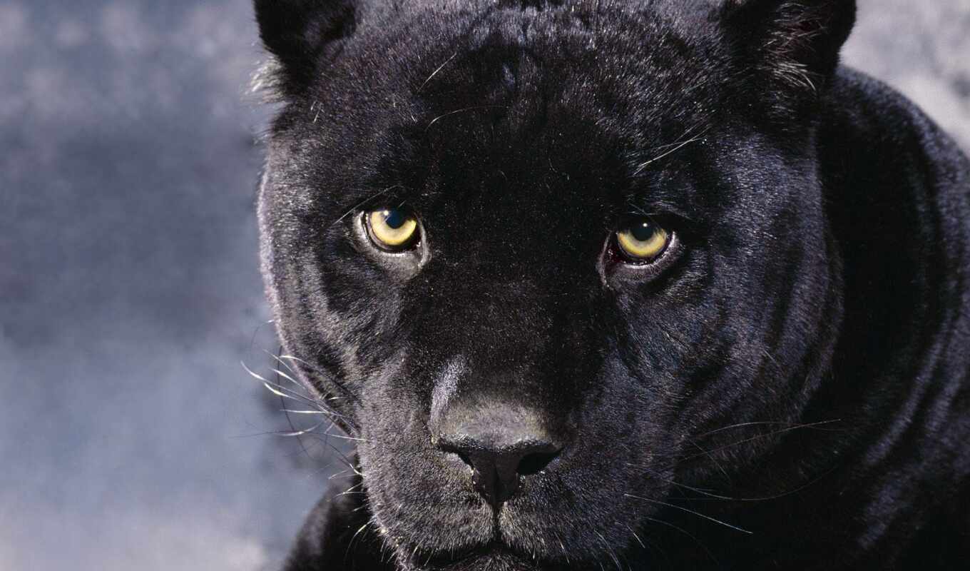 черная, кот, смотреть, хищник, морда, panther, несмотря