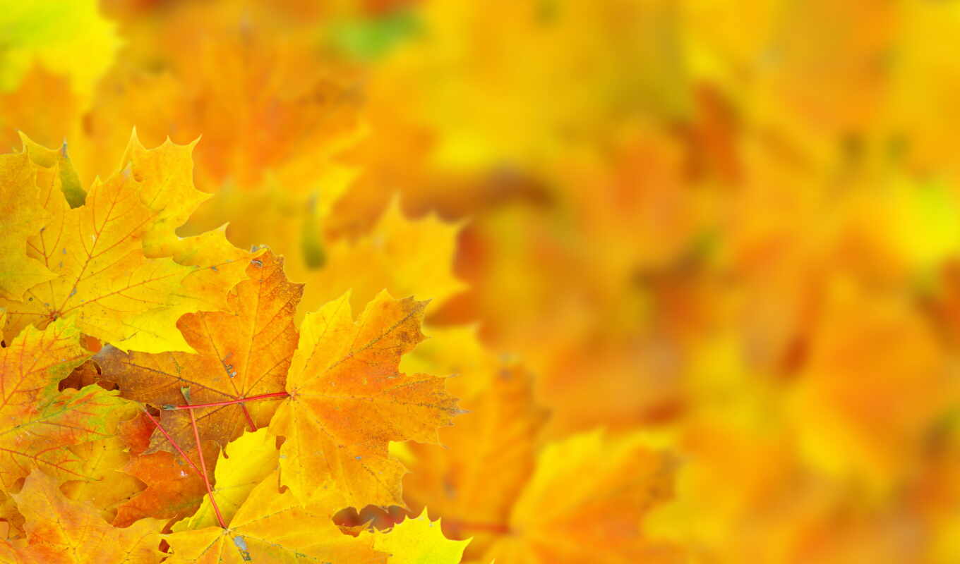 macro, autumn, foliage, bokeh, autumn