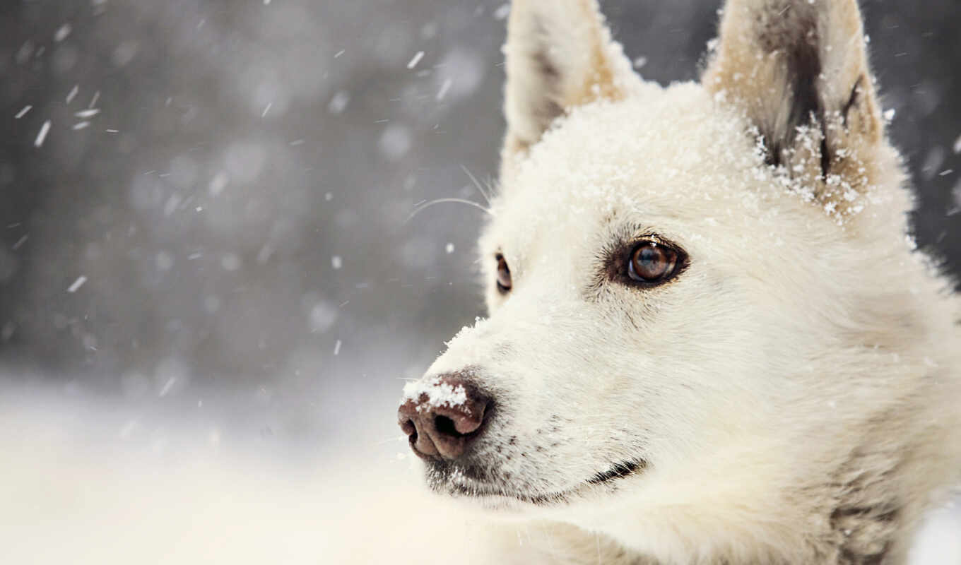 взгляд, широкоформатные, белая, свет, снег, winter, собака, щенок, собаки