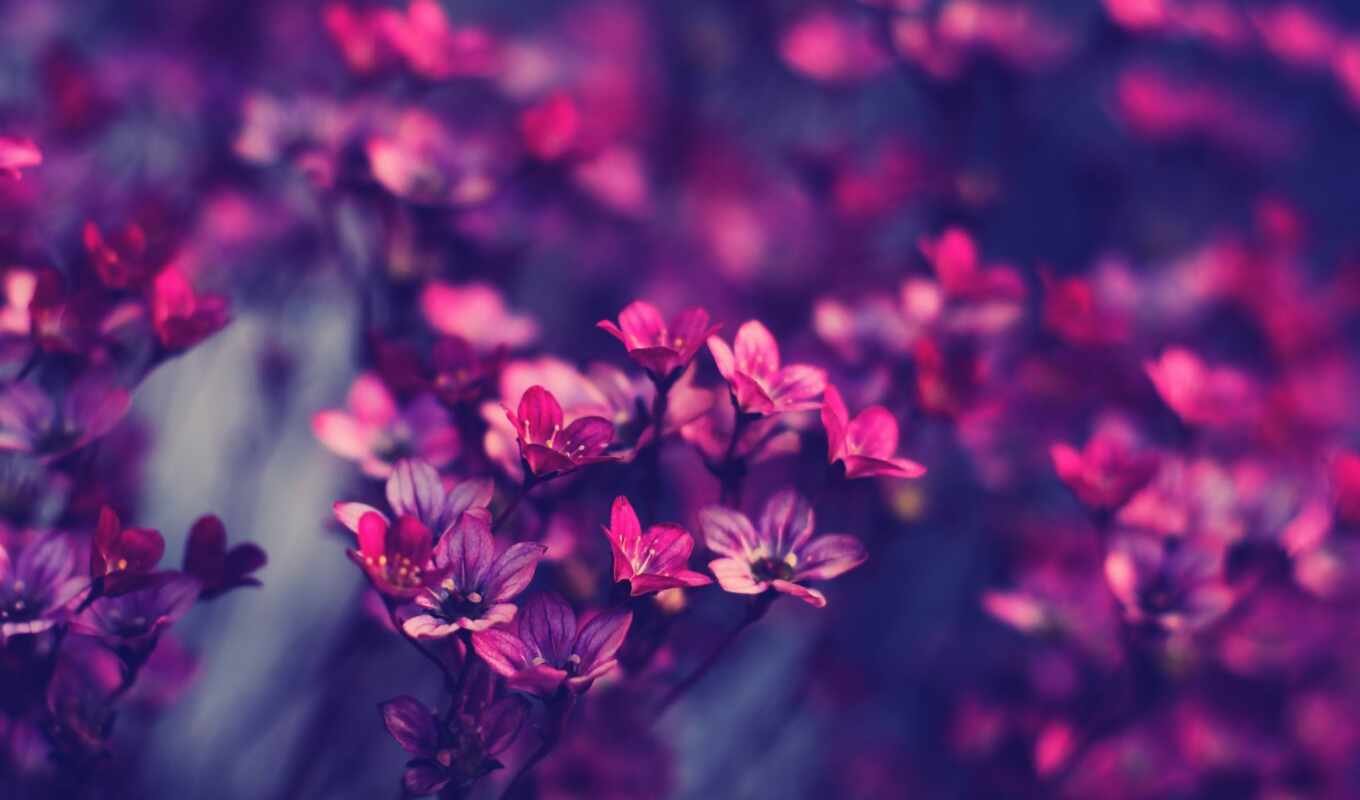 макро, purple, красивые, розовый, cvety