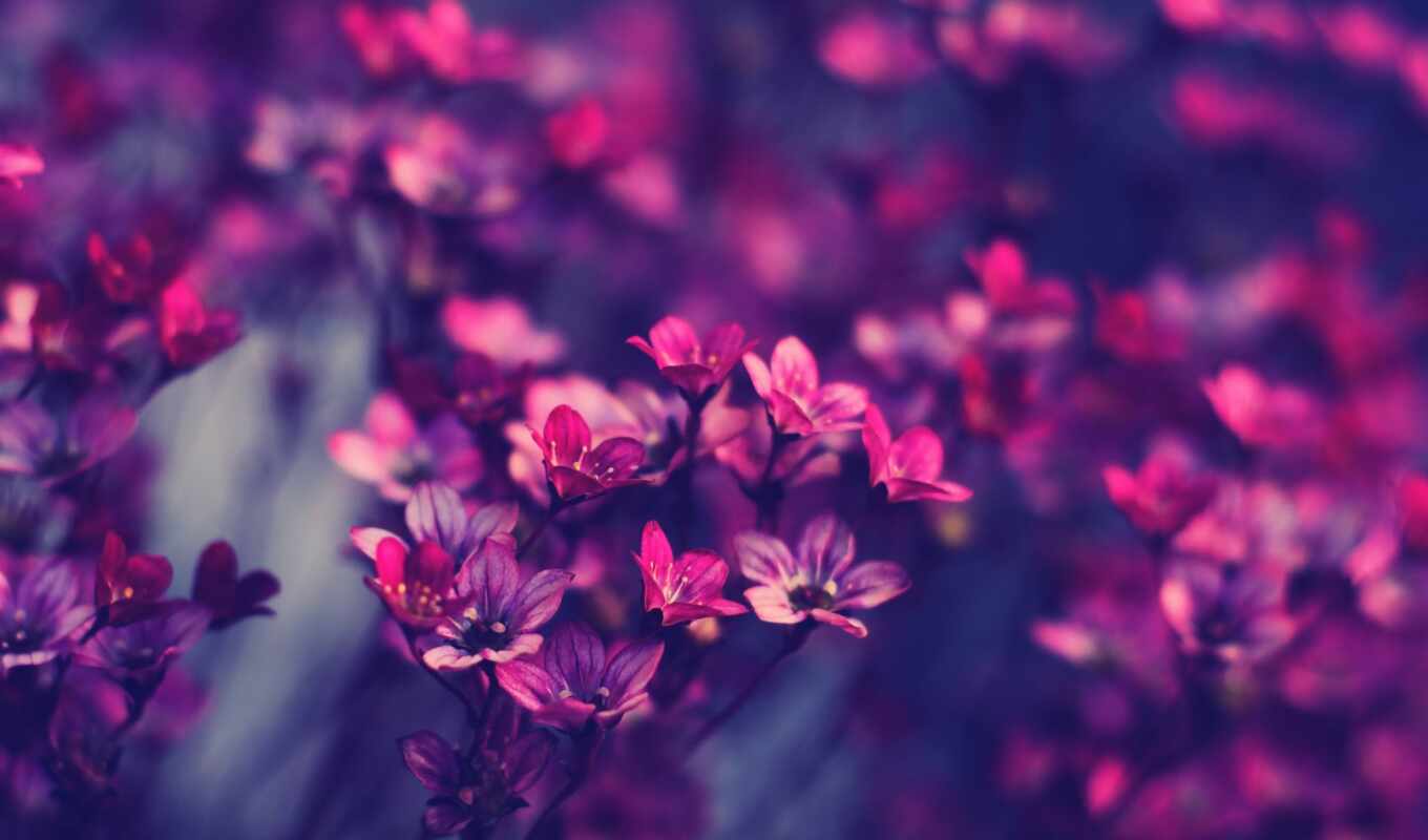 macro, purple, beautiful, pink, cvety