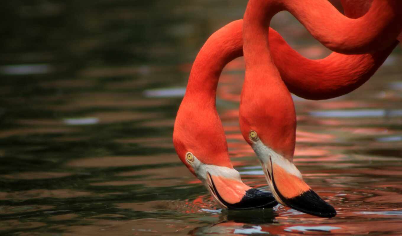 flamingo, яndex, collection, look, birds, collections