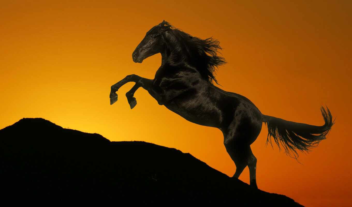 лошадь, закат, грива, tail, силуэт, hill, chute