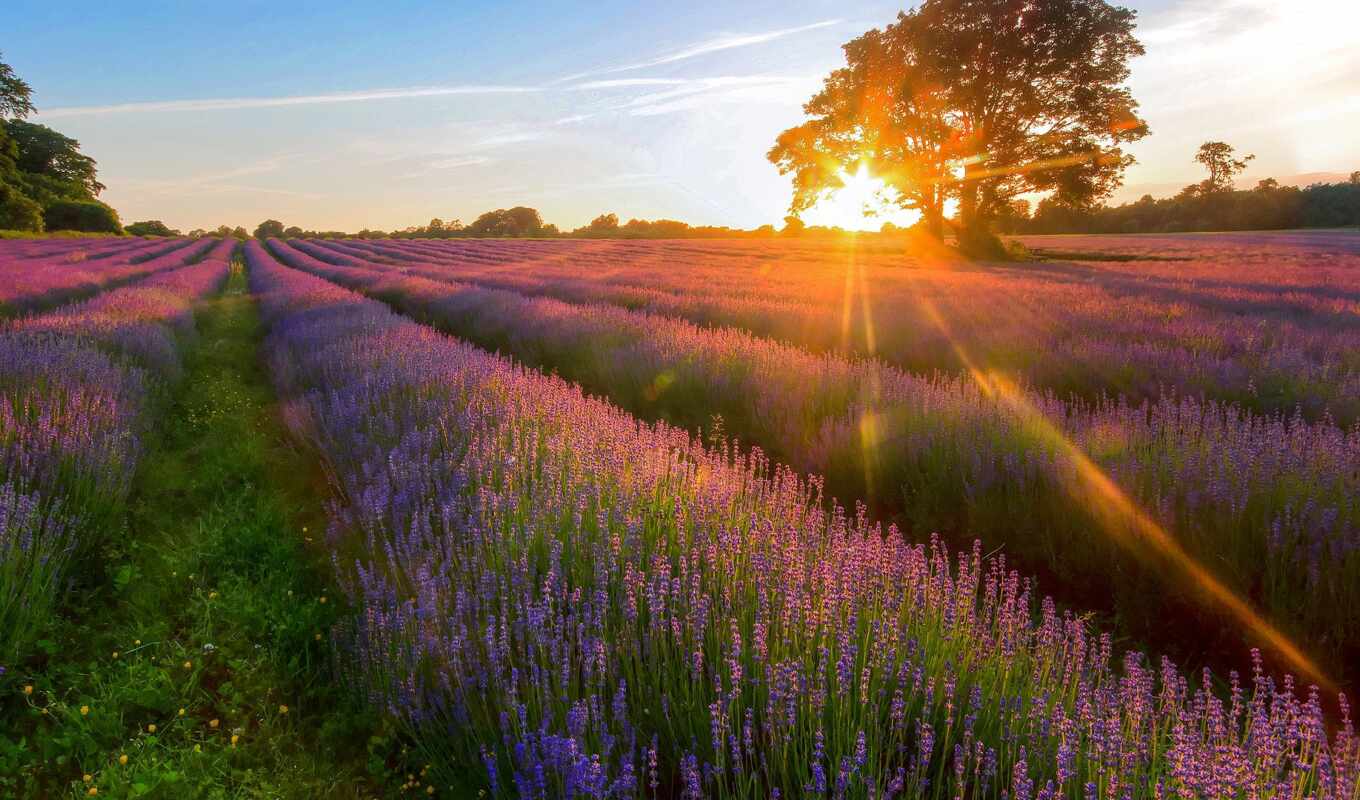 nature, flowers, sun, sandbox, forest, field, shirokoformatnyi