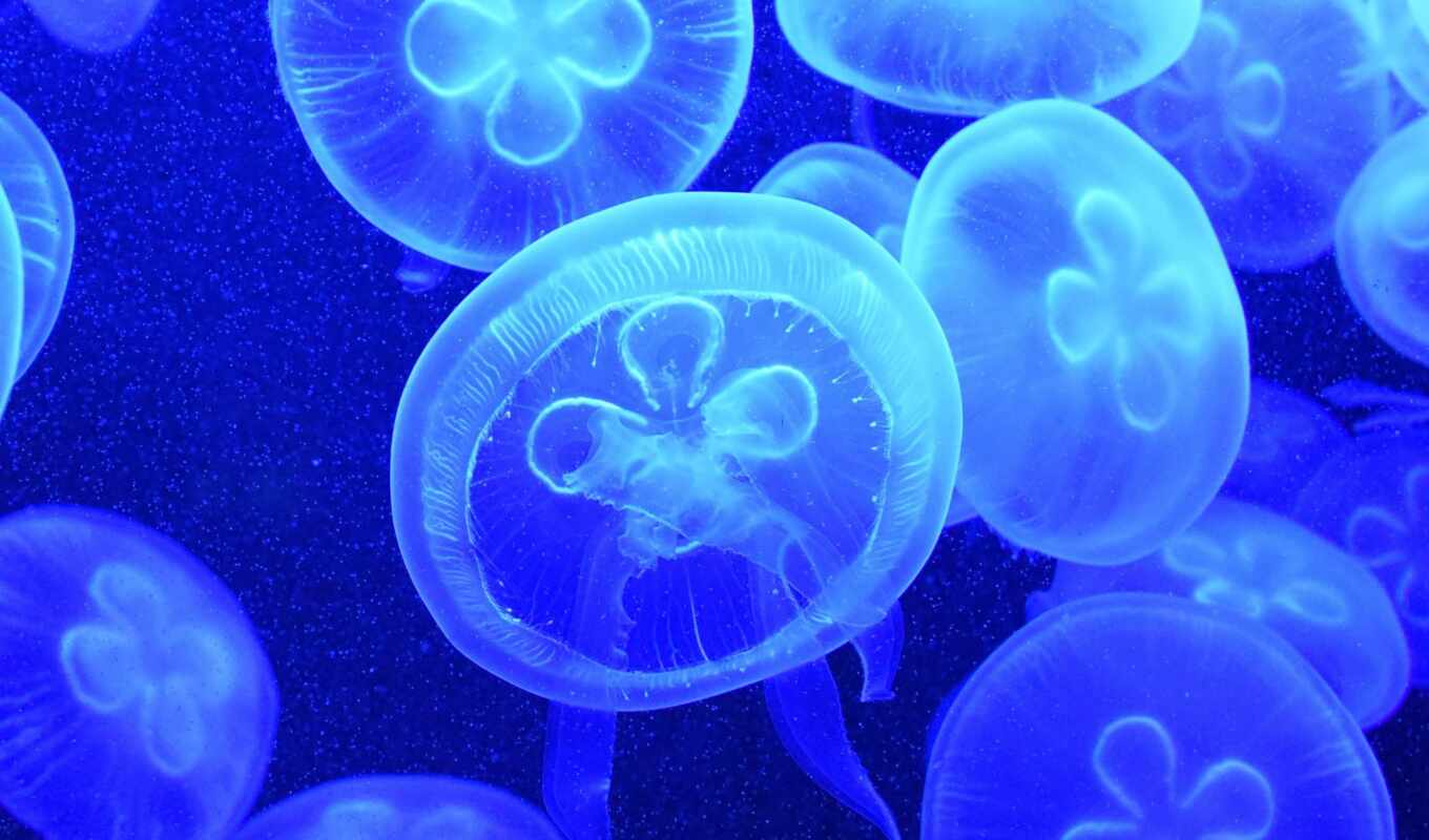 blue, water, море, ocean, fish, jellyfish, aesthetic