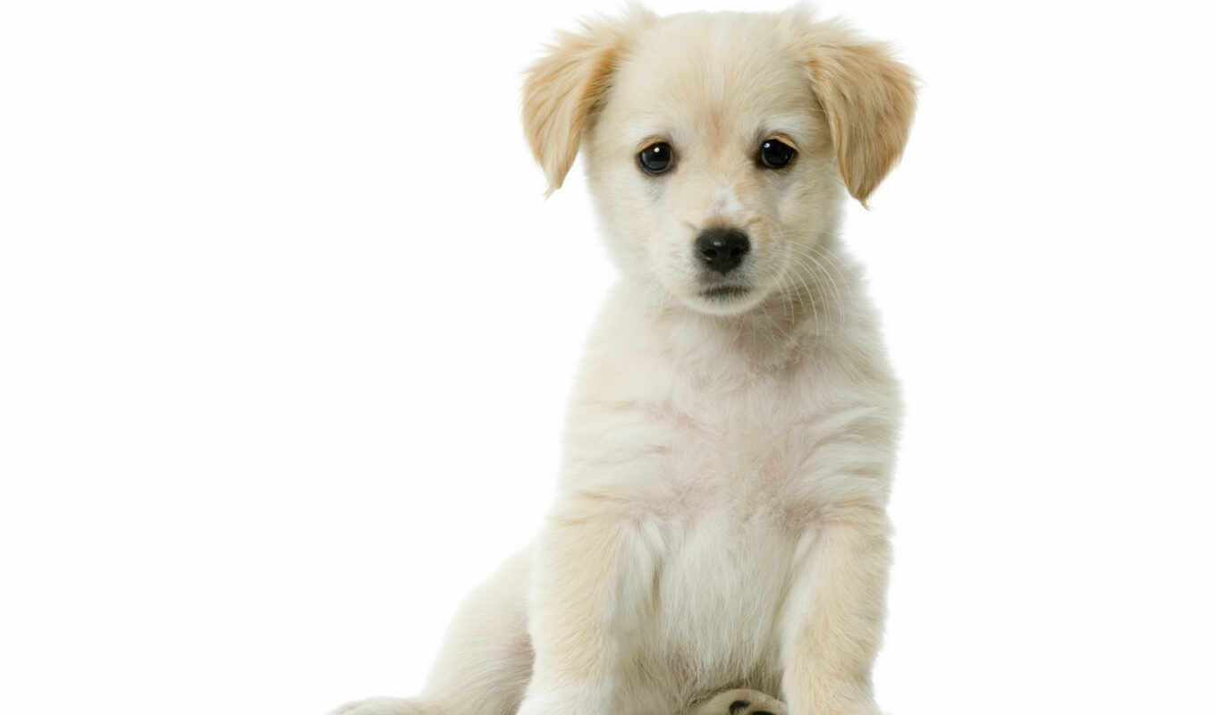 sits, risunok, white, puppy