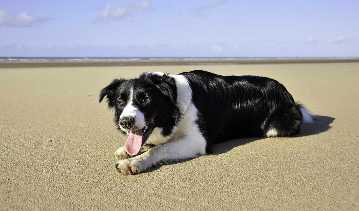 beach, sea, lies, dog